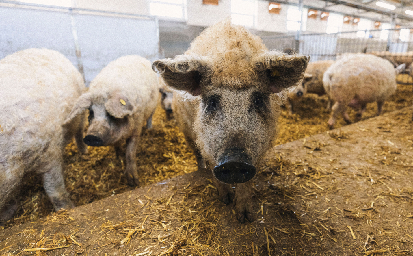 mangalica
