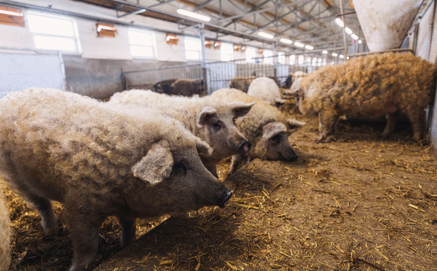 mangalica